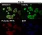 Anti-alpha Tubulin TUBA1B Rabbit Monoclonal Antibody